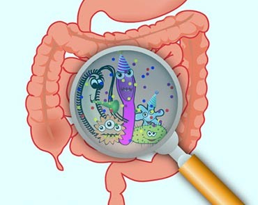 Microbiota intestinal y alimentación | SANUM Nutrición